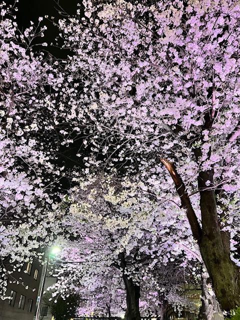 桜の季節